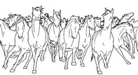Coloriage anti-stress Chevaux sauvages