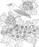 Coloriage anti-stress Oiseau sur une branche en fleurs